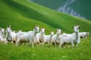 Urumqi Tour: 8-day 7-night · Private Tour · Urumqi+Northern Xinjiang+Kanas