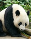 Best Time to See Pandas Active: A Photographer's & Visitor's Quick Guide