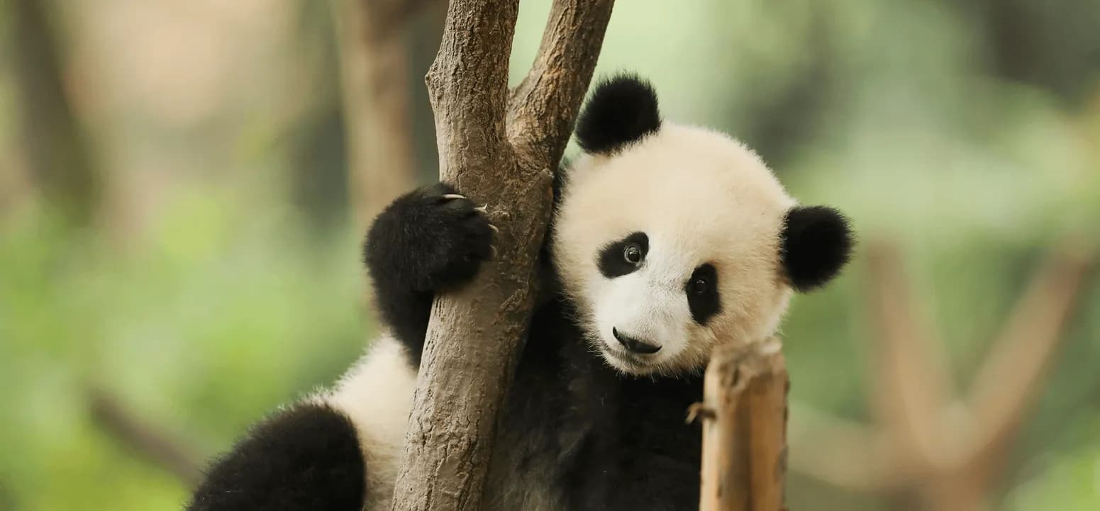 Chengdu