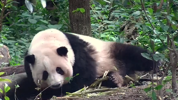 Chengdu