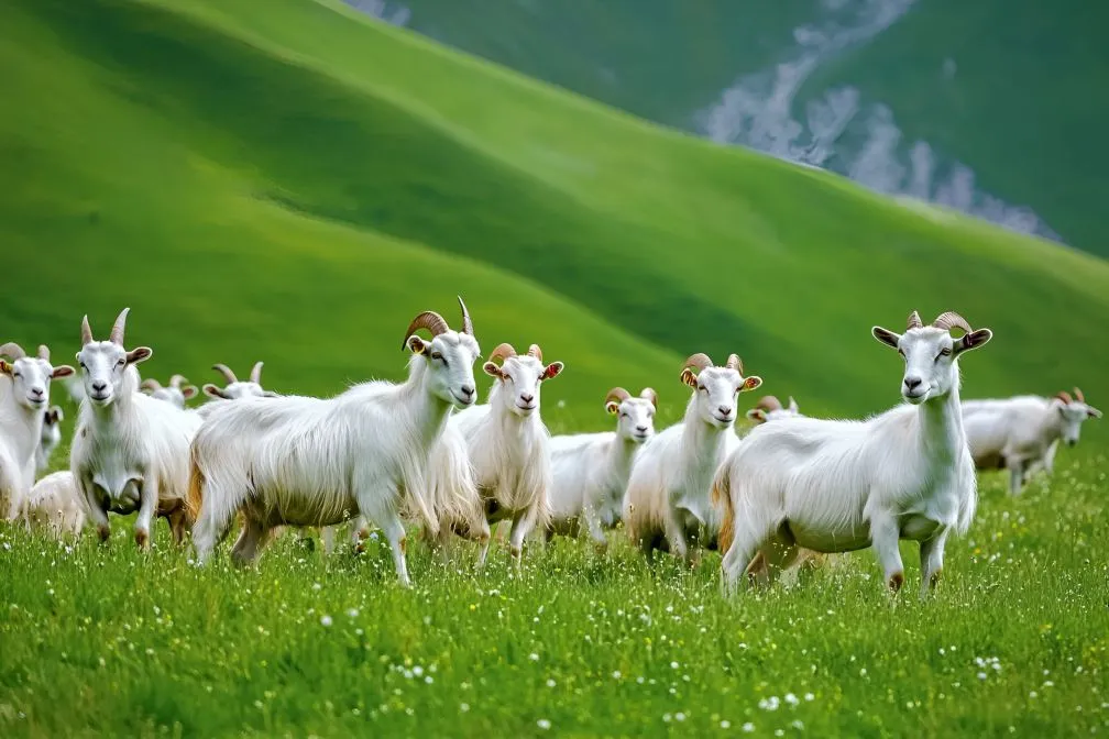8-day 7-night·Private Tour·Urumqi+Northern Xinjiang+Kanas