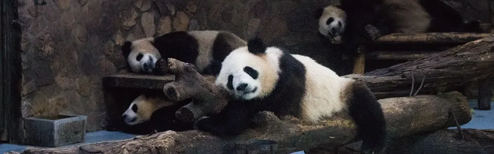 3-day 2-nightPrivate TourJiuzhaigou National Park+Huanglong National Scenic Area