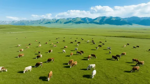 4-day 3-night·Private Tour·China+Xinjiang+Kashgar