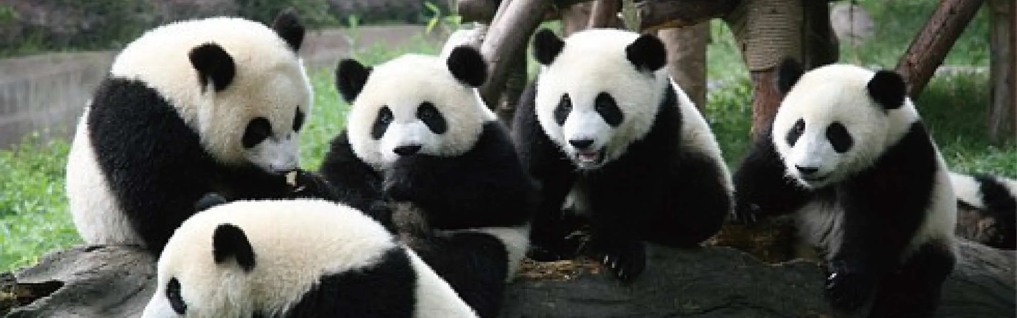 5-day 4-nightPrivate TourChengdu Research Base of Giant Panda Breeding+Dujiangyan+Qingcheng Mountain+Sanxingdui Museum